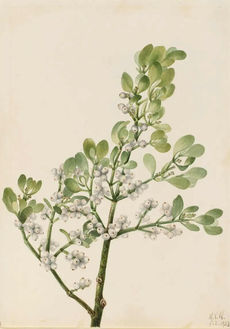 American Mistletoe Phoradendron Flavescens 2