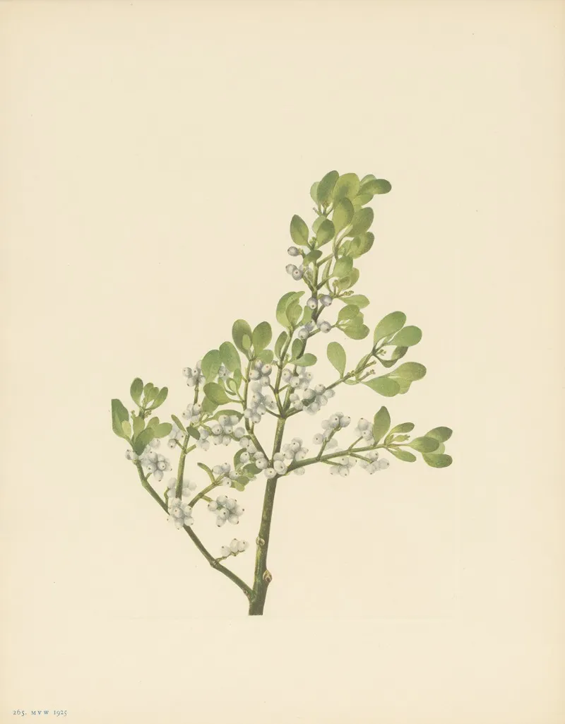 American Mistletoe Phoradendron Flavescens 3