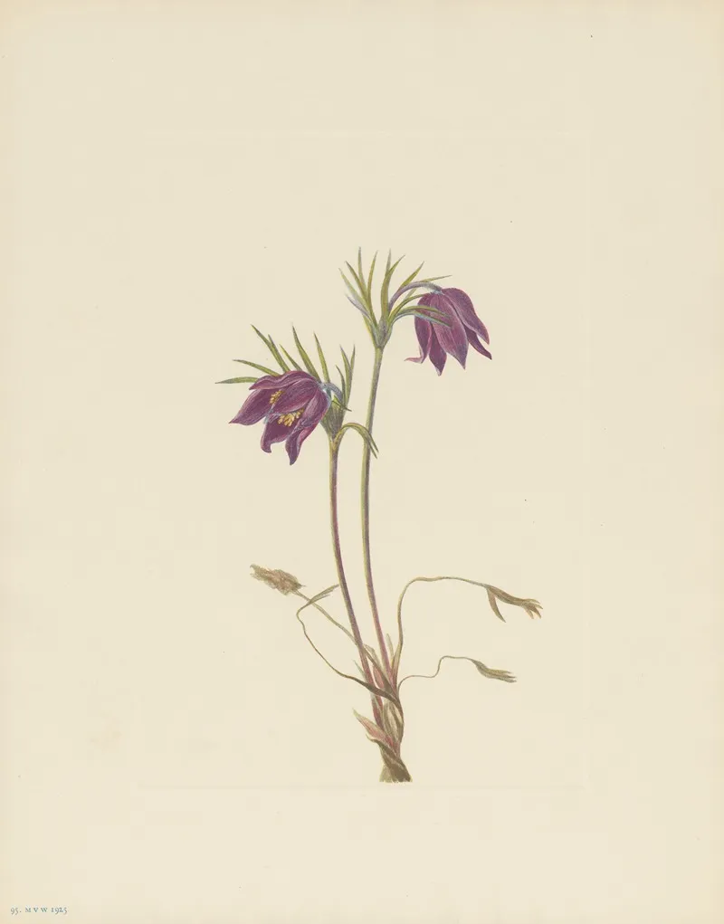 American Pasqueflower Flower Pulsatilla Ludoviciana 2