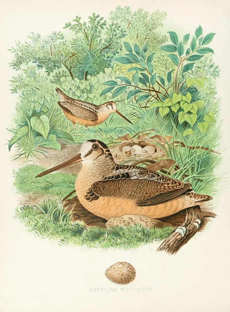 American Woodcock by Edwin L. Sheppard - Canvas Print