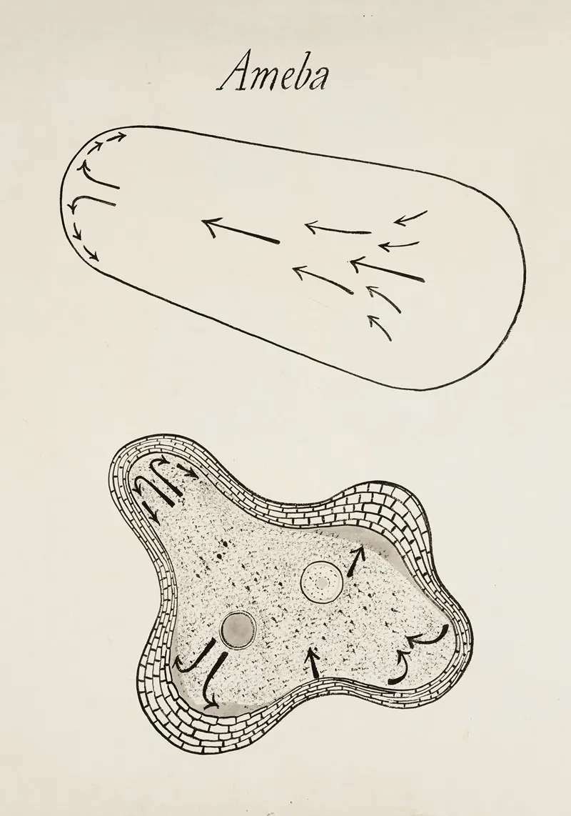 Amoeboid Movement In An Amoeba