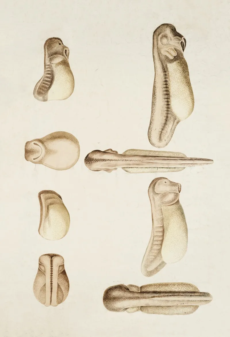 Amphibian Larva