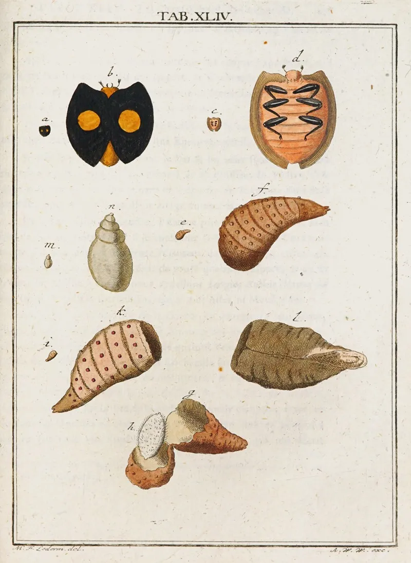 Amusement Microscopique Tant Pour Lesprit Que Pour Les Yeux Pl 044 by Martin Frobenius Ledermüller - Canvas Print