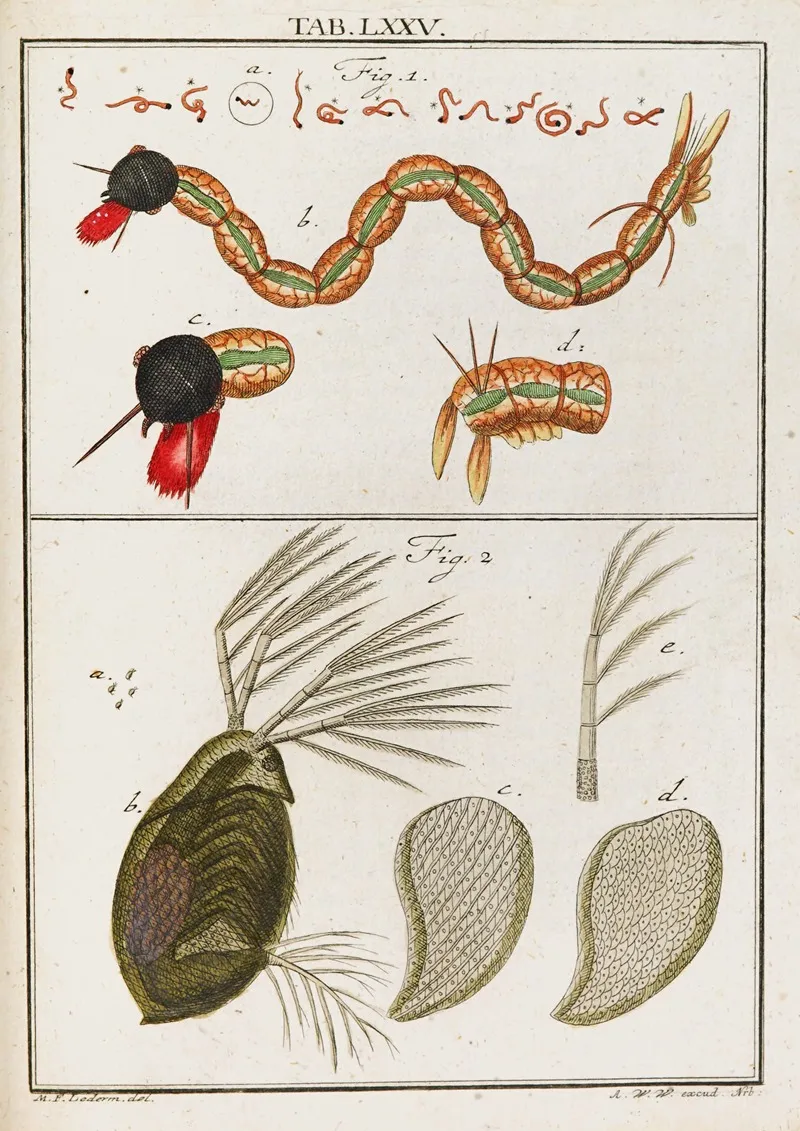Amusement Microscopique Tant Pour Lesprit Que Pour Les Yeux Pl 075 by Martin Frobenius Ledermüller - Canvas Print