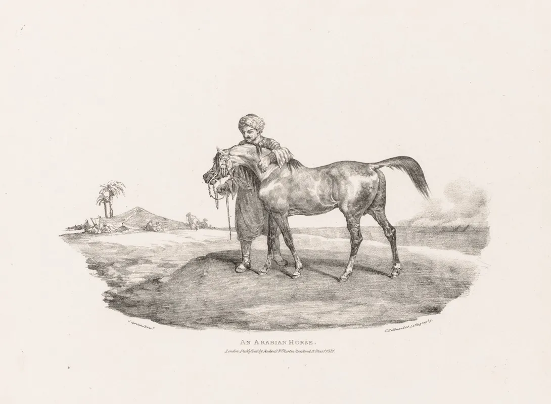 An Arabian Horse