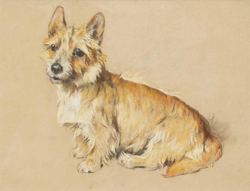 An Australian Terrier