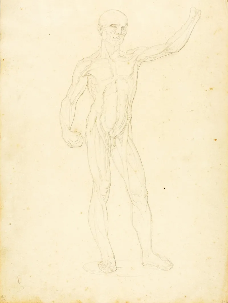 An Ecorche Front View