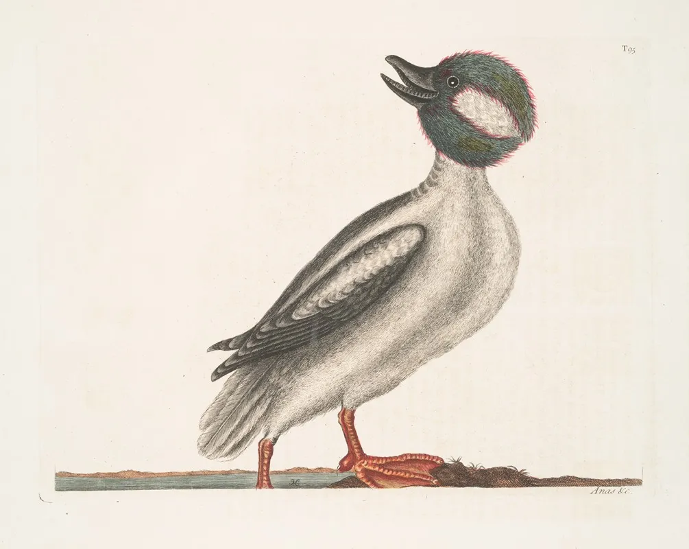 Anas Minor The Buffels Head Duck