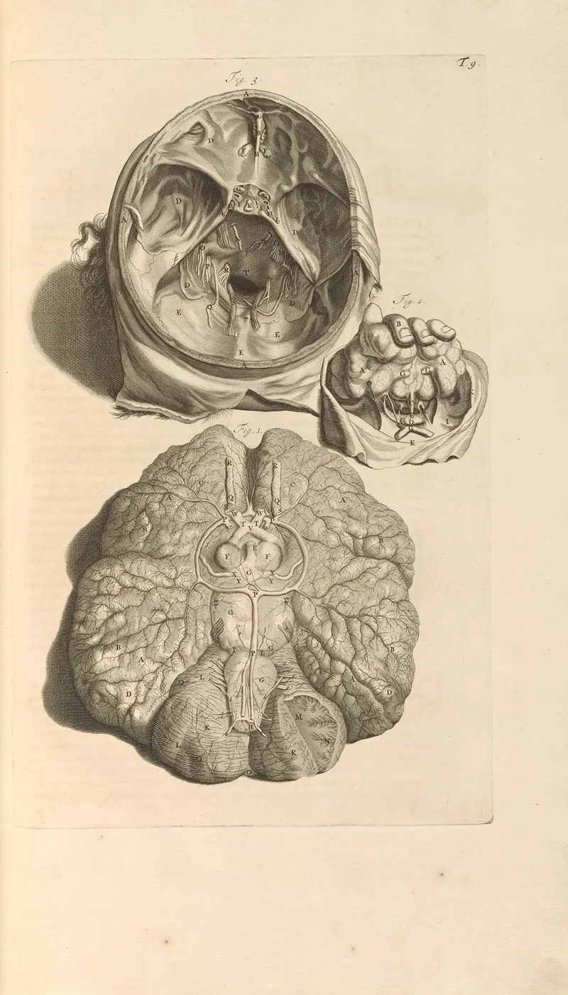 Anatomia Humani Corporis Pl 010