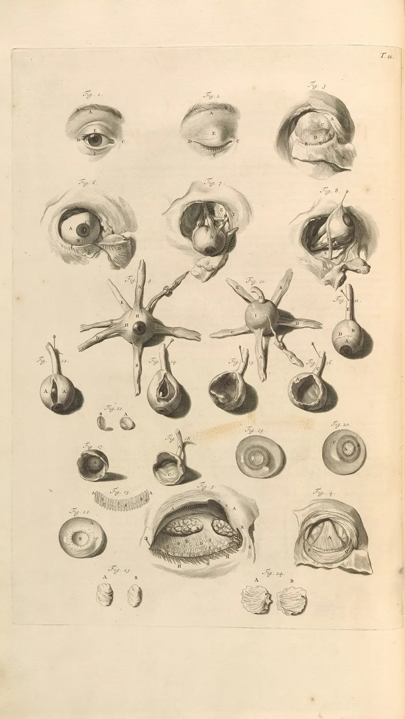 Anatomia Humani Corporis Pl 012