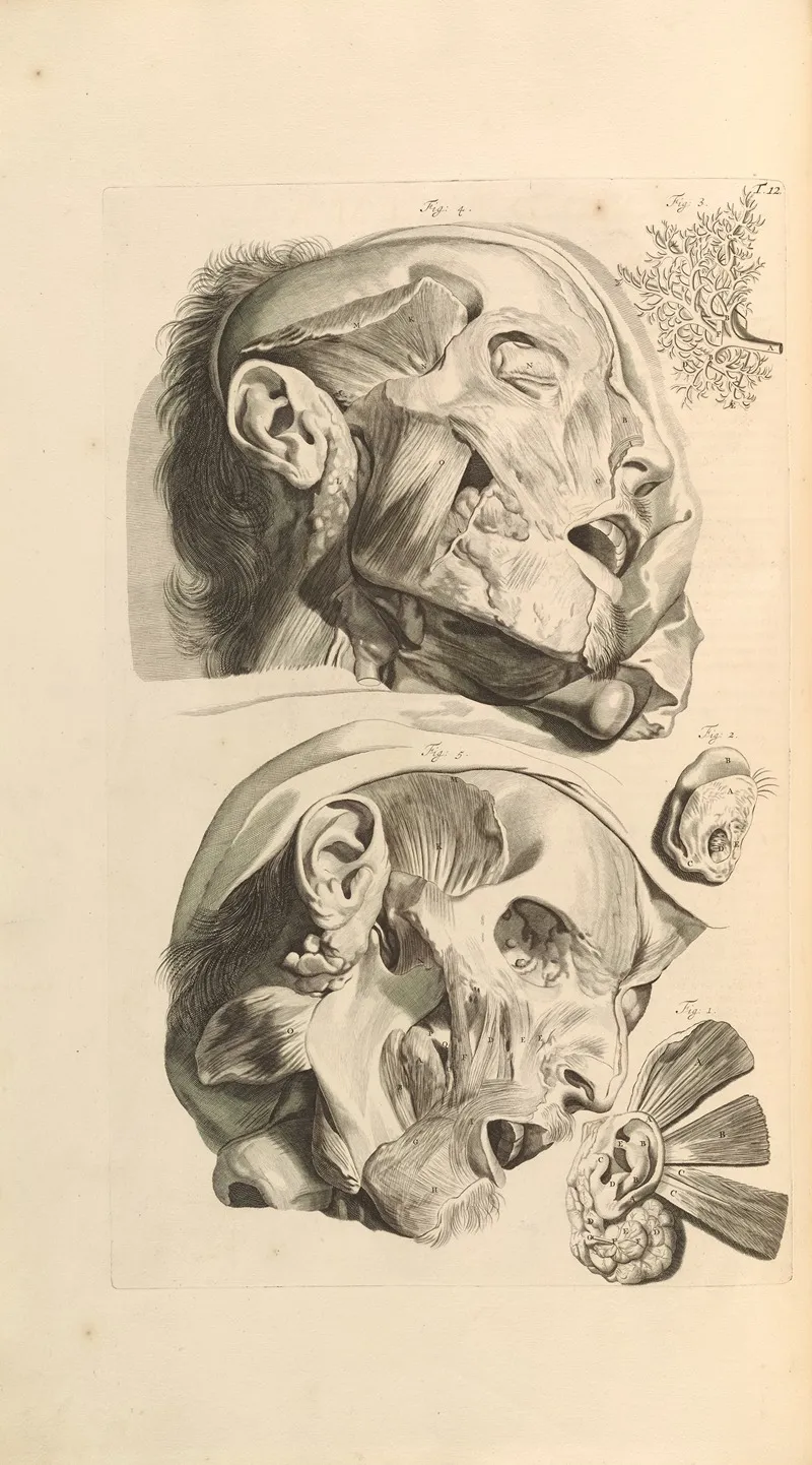 Anatomia Humani Corporis Pl 013