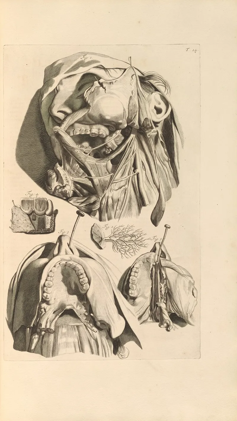 Anatomia Humani Corporis Pl 015