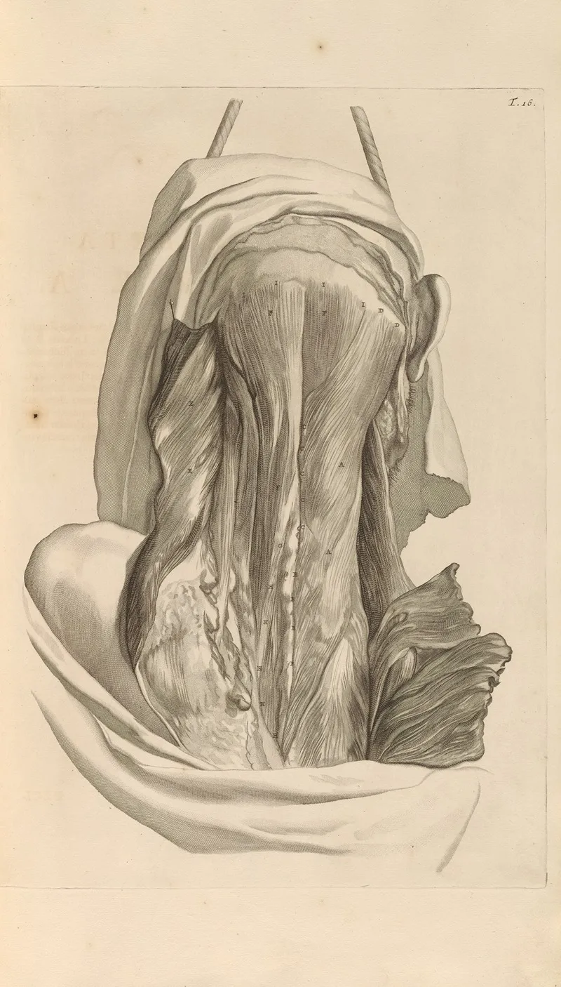 Anatomia Humani Corporis Pl 017