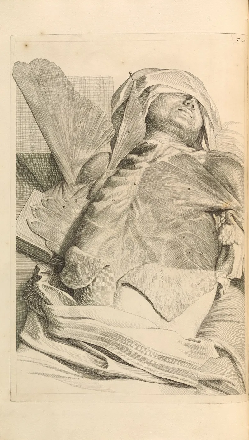 Anatomia Humani Corporis Pl 021