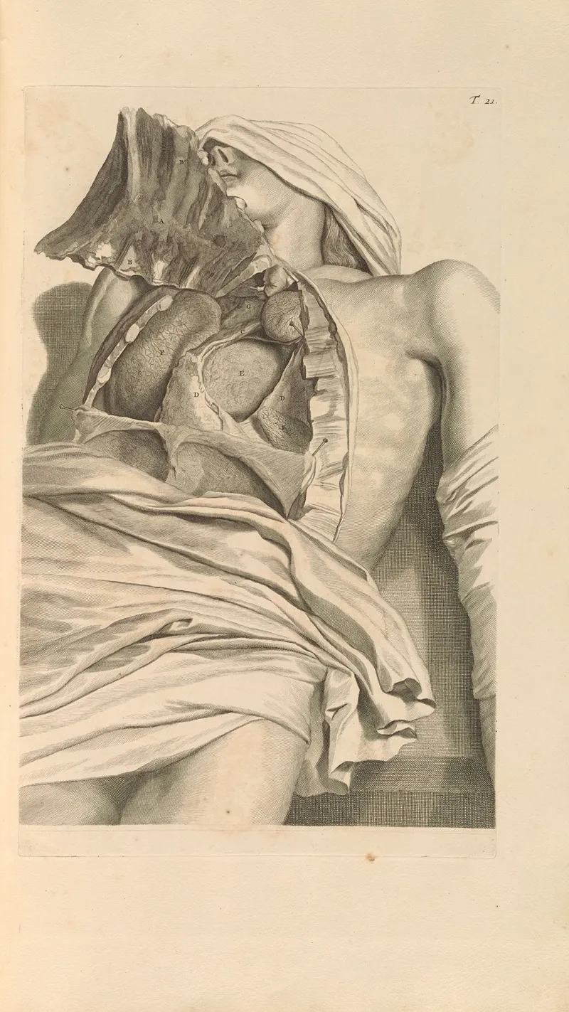Anatomia Humani Corporis Pl 022