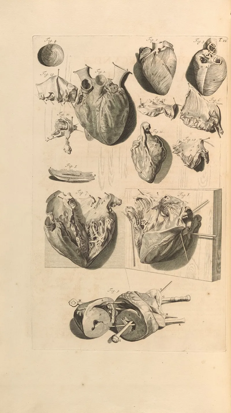 Anatomia Humani Corporis Pl 023