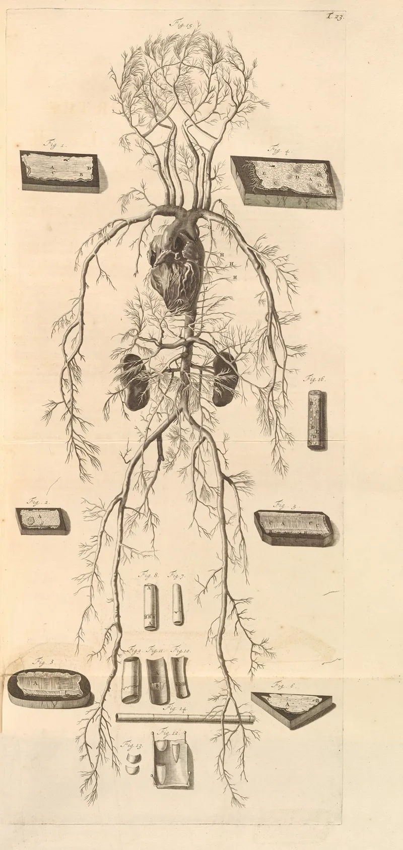 Anatomia Humani Corporis Pl 024