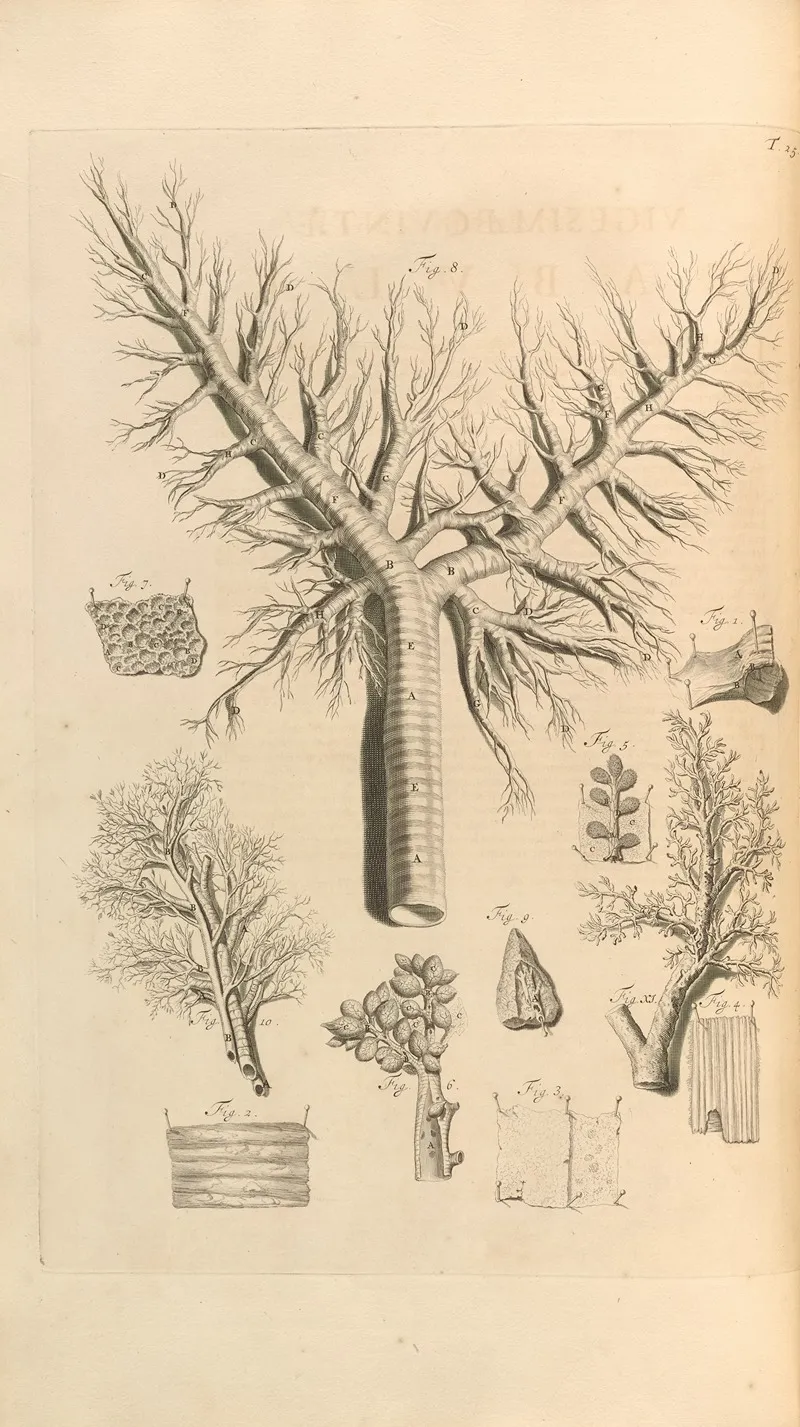 Anatomia Humani Corporis Pl 026