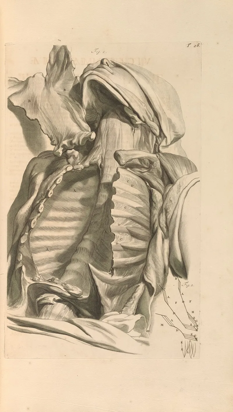 Anatomia Humani Corporis Pl 027