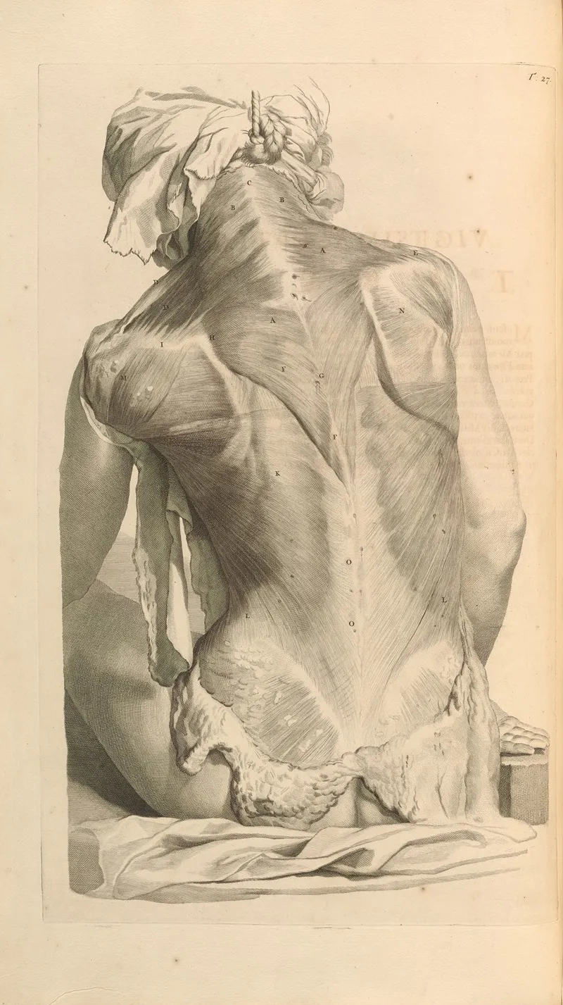 Anatomia Humani Corporis Pl 028