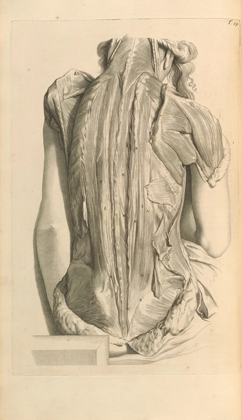 Anatomia Humani Corporis Pl 030