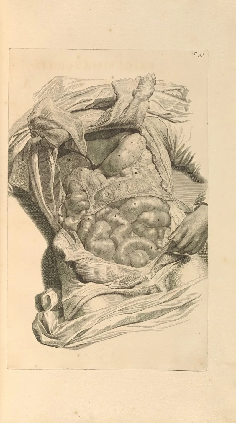 Anatomia Humani Corporis Pl 034