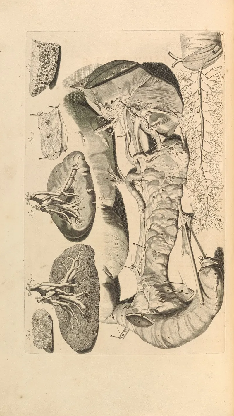 Anatomia Humani Corporis Pl 037
