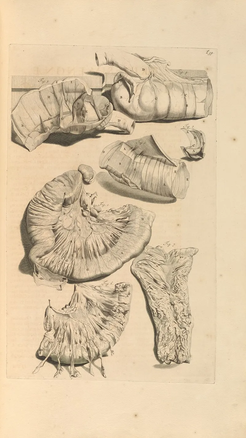 Anatomia Humani Corporis Pl 040