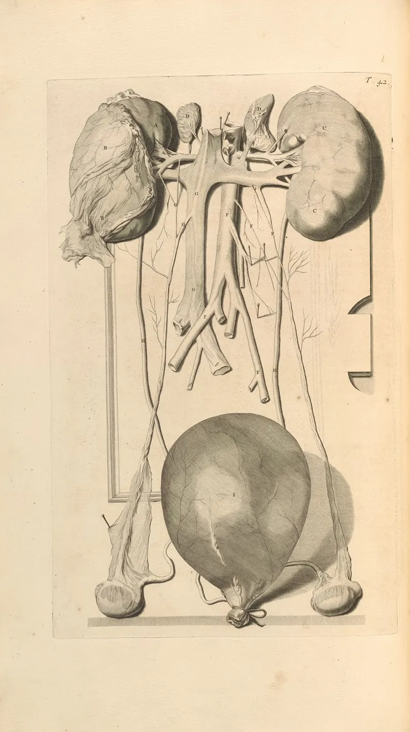 Anatomia Humani Corporis Pl 043