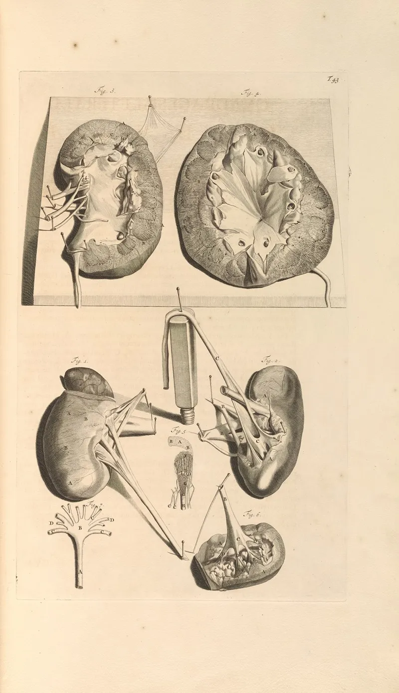 Anatomia Humani Corporis Pl 044