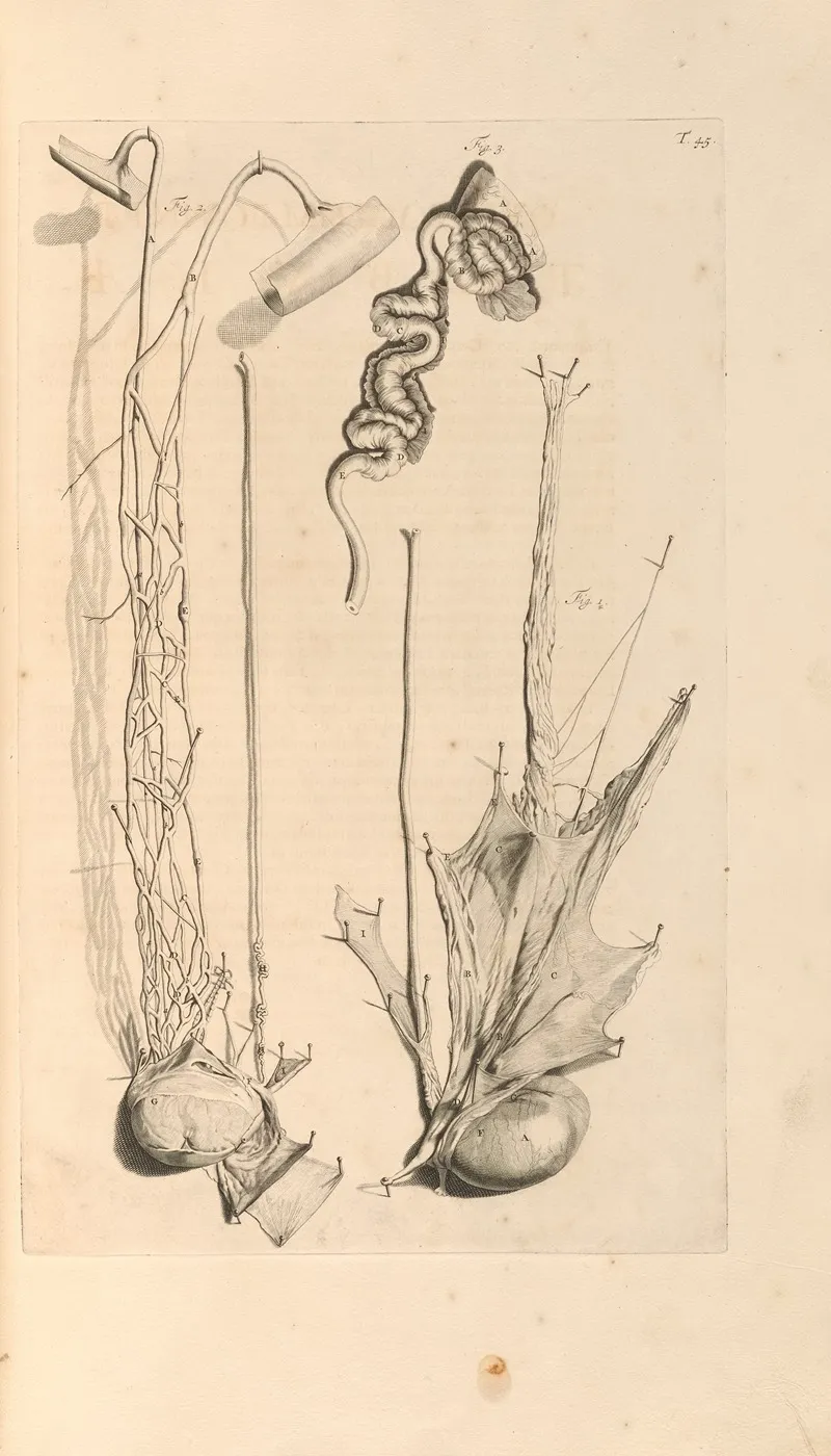 Anatomia Humani Corporis Pl 046