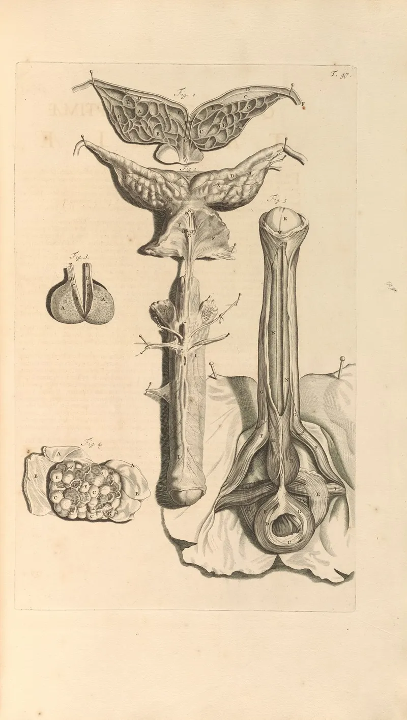 Anatomia Humani Corporis Pl 048