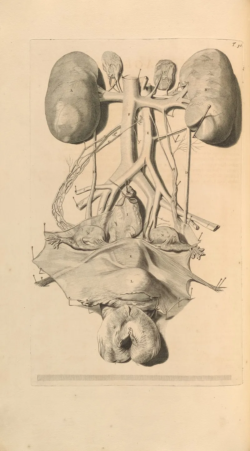 Anatomia Humani Corporis Pl 051