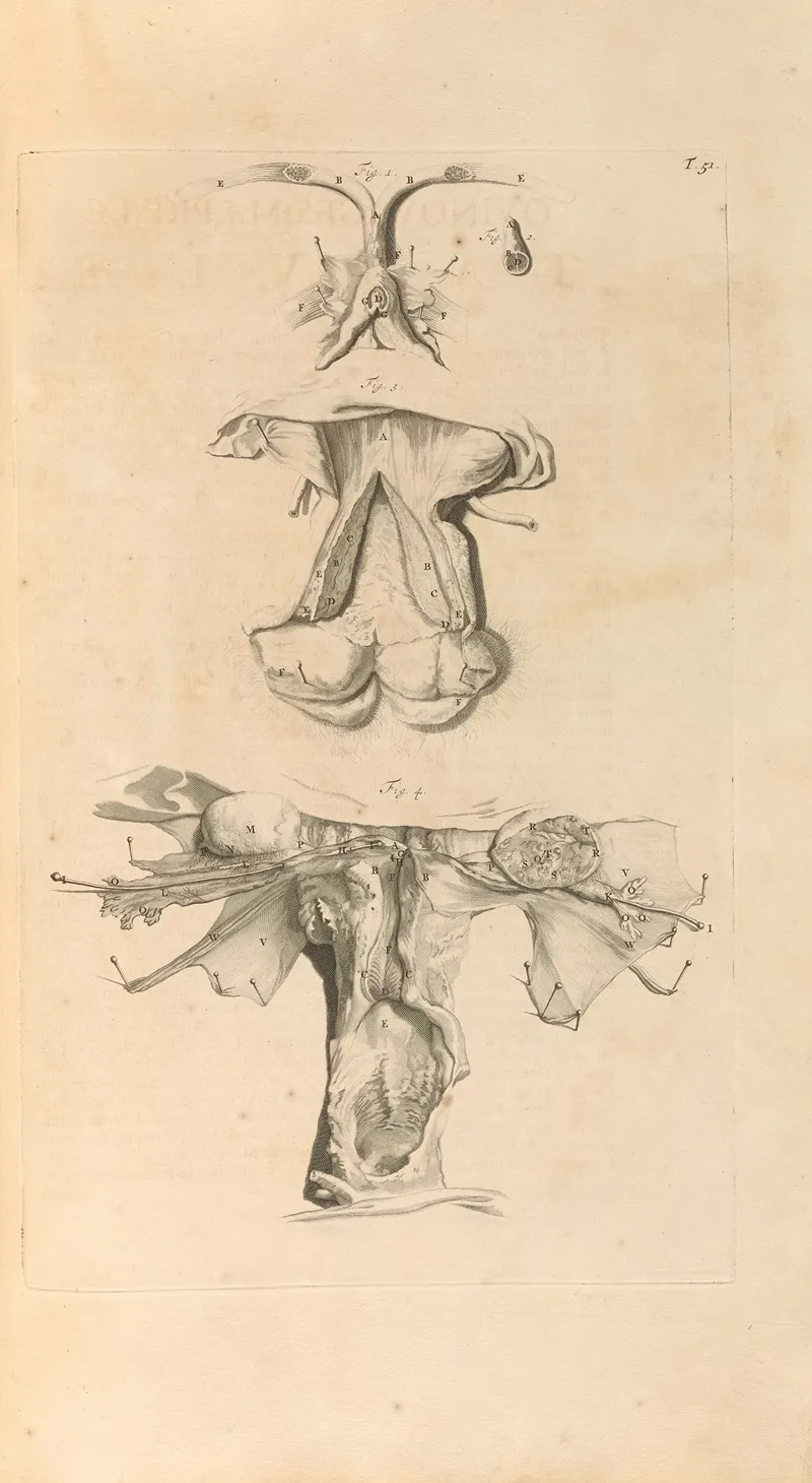Anatomia Humani Corporis Pl 052