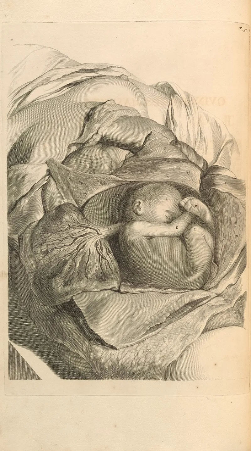 Anatomia Humani Corporis Pl 057