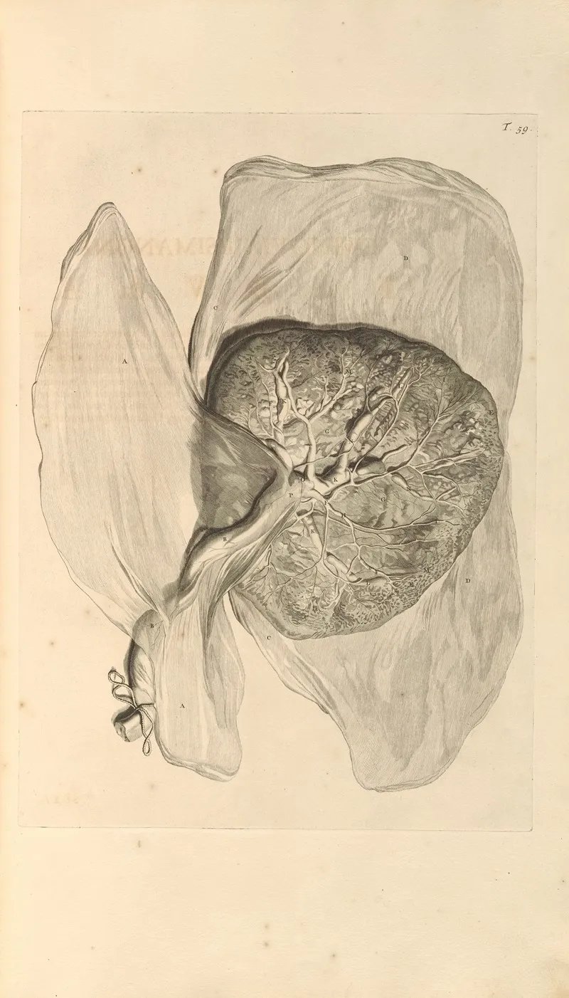 Anatomia Humani Corporis Pl 060