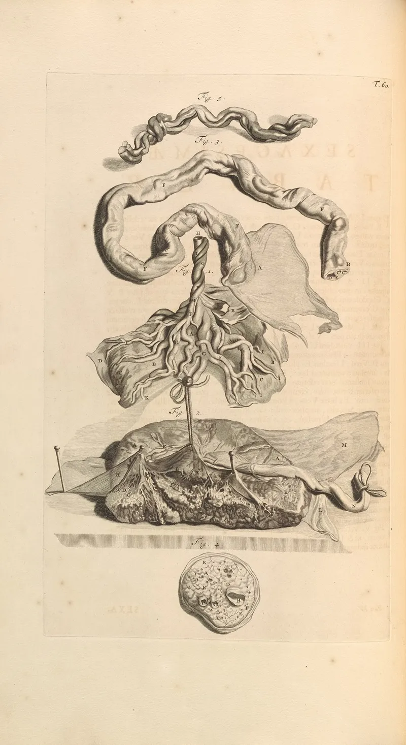 Anatomia Humani Corporis Pl 061