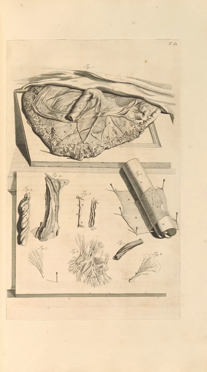 Anatomia Humani Corporis Pl 062