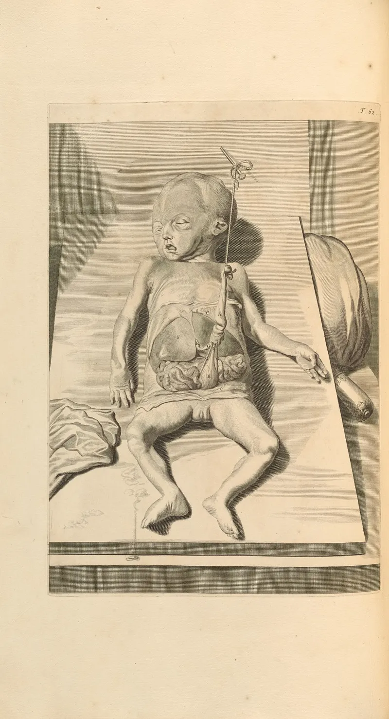Anatomia Humani Corporis Pl 063