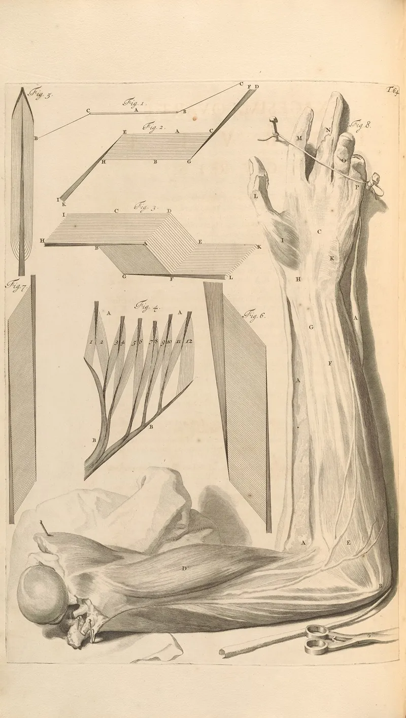 Anatomia Humani Corporis Pl 065