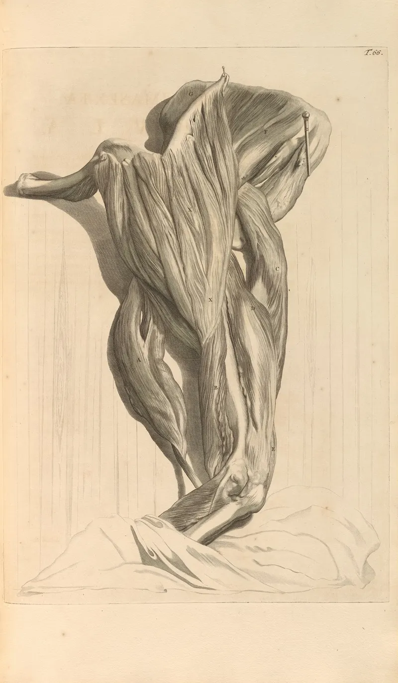 Anatomia Humani Corporis Pl 067