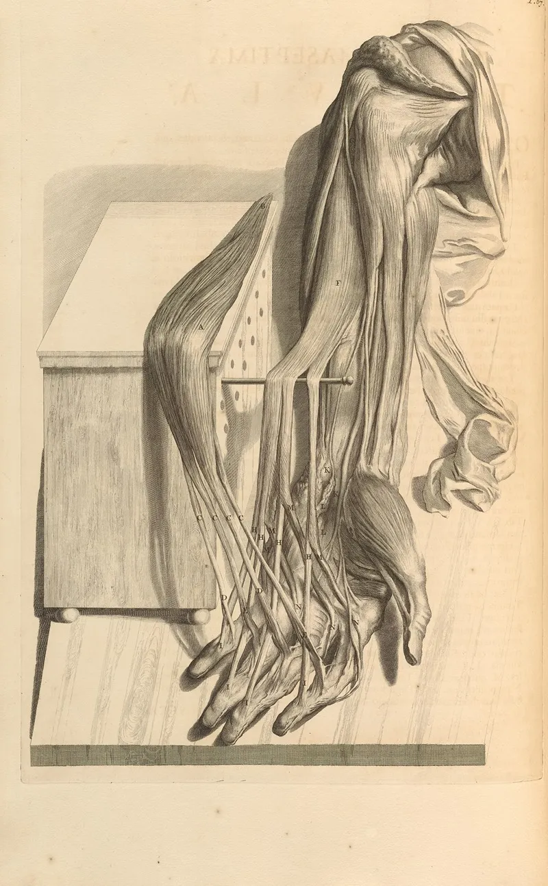 Anatomia Humani Corporis Pl 068