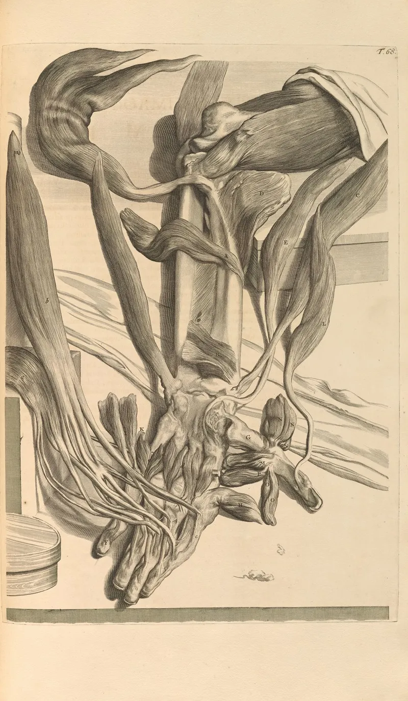 Anatomia Humani Corporis Pl 069