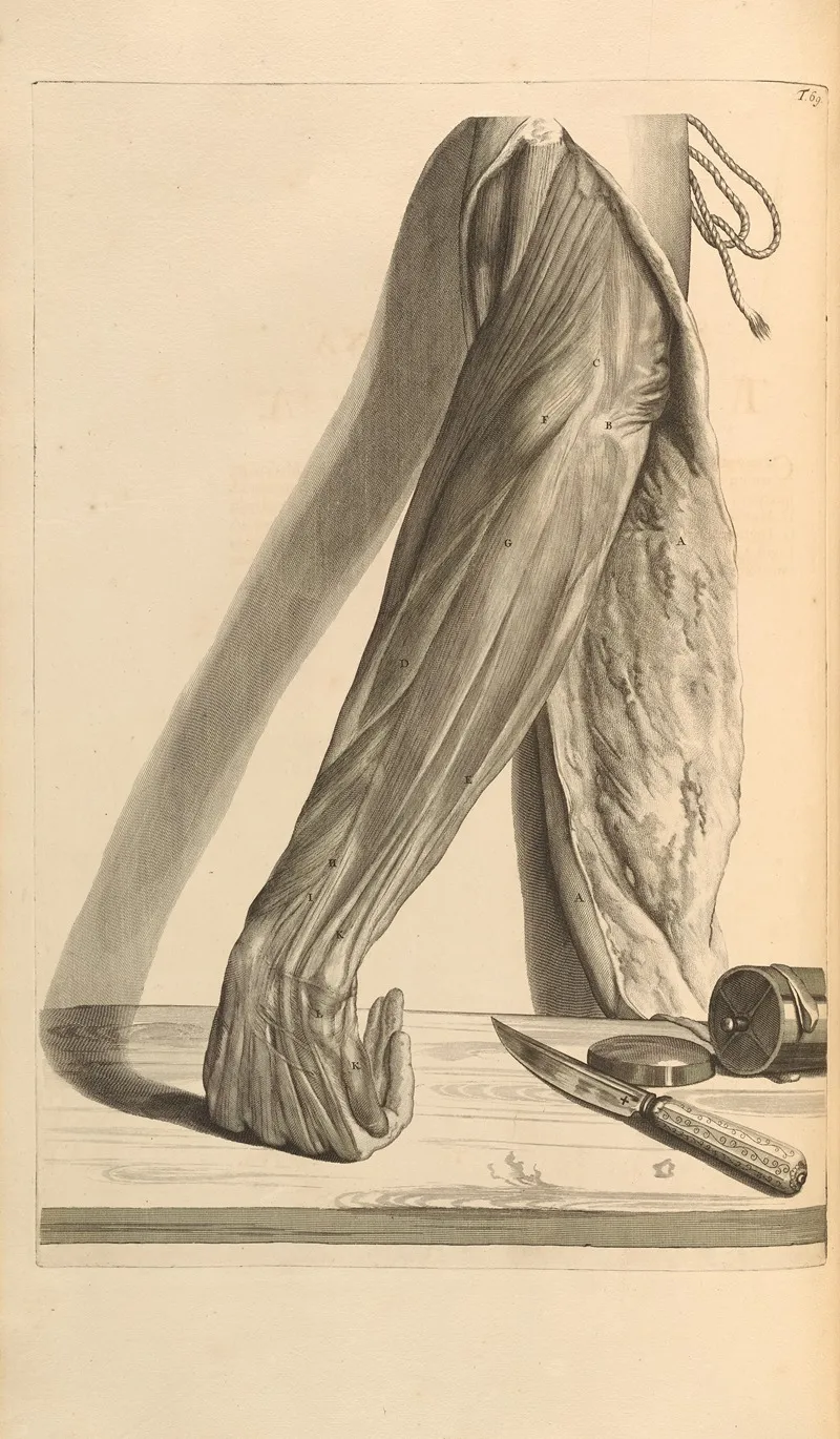 Anatomia Humani Corporis Pl 070