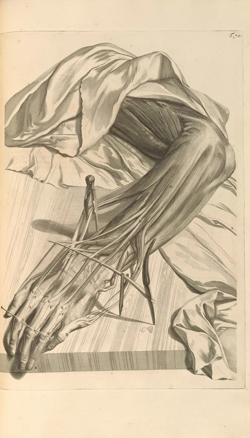 Anatomia Humani Corporis Pl 071