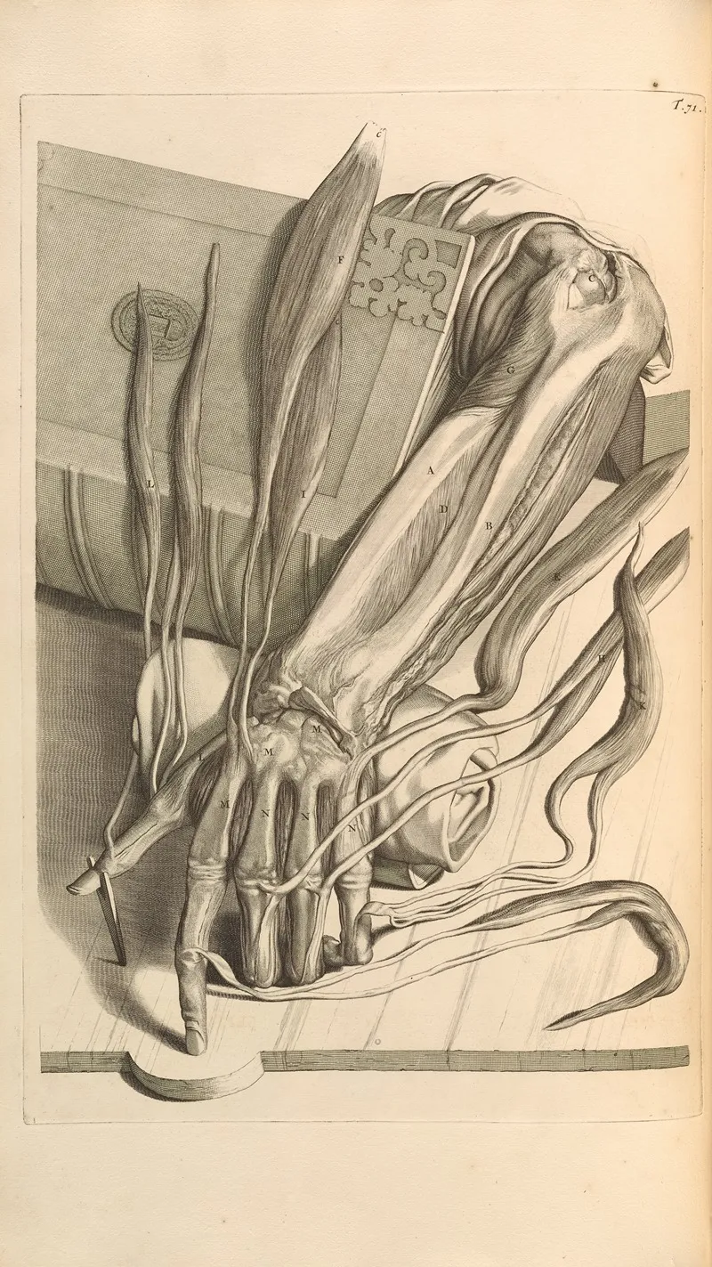 Anatomia Humani Corporis Pl 072