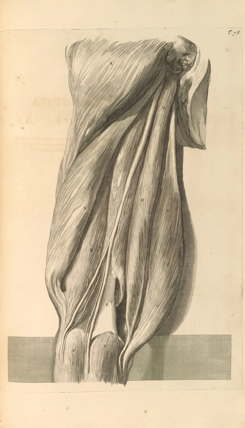 Anatomia Humani Corporis Pl 079