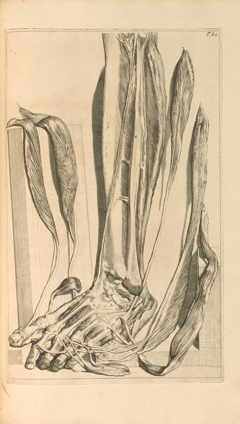 Anatomia Humani Corporis Pl 083