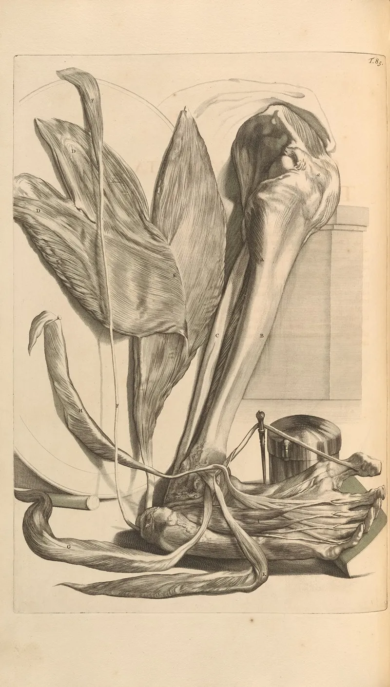 Anatomia Humani Corporis Pl 086