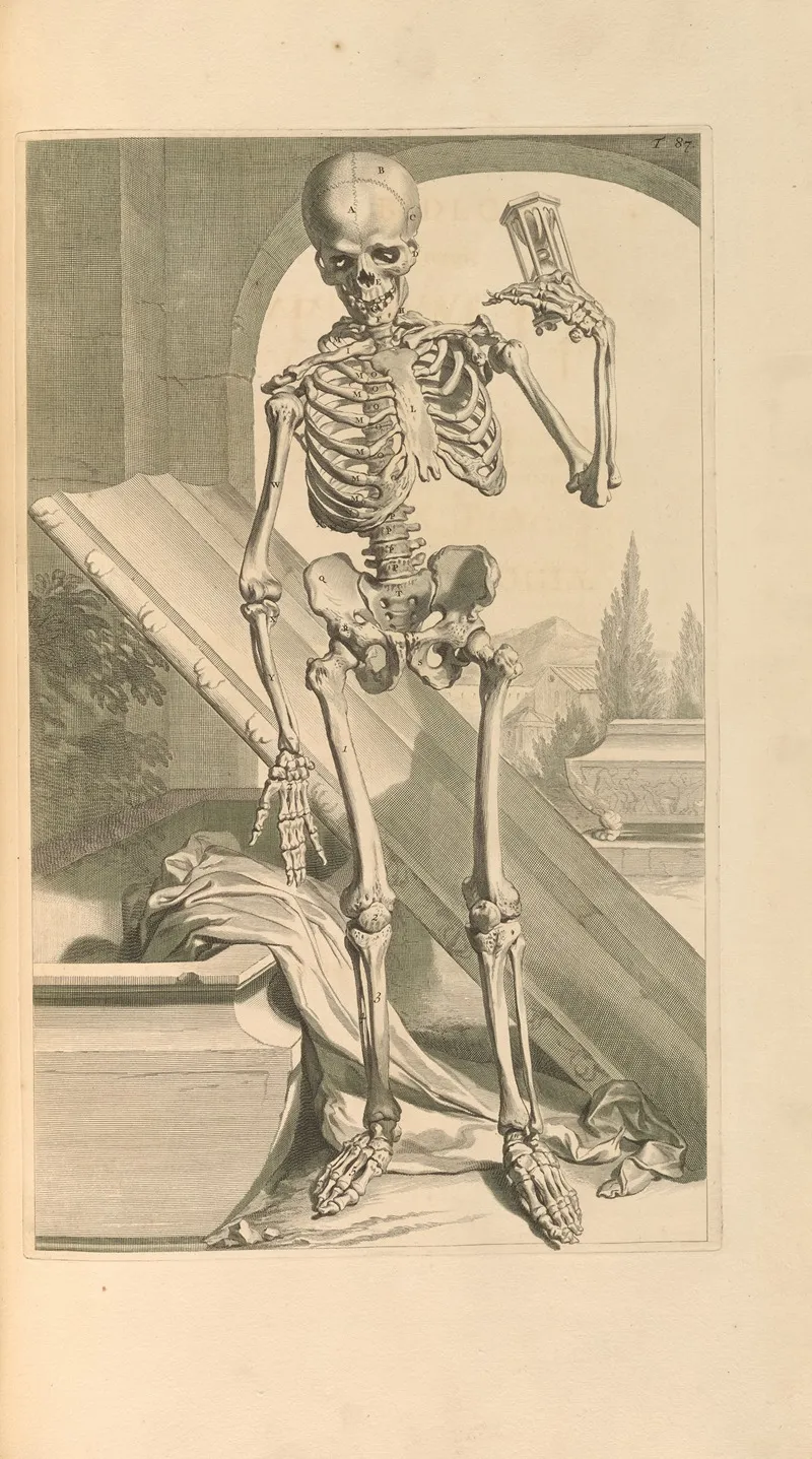 Anatomia Humani Corporis Pl 088
